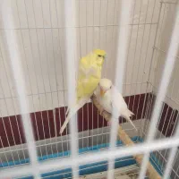 مرغ عشق پروانه ای