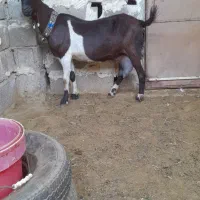 فروش.بز تالی شیری