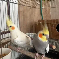 جفت عروس هلندی نروماده