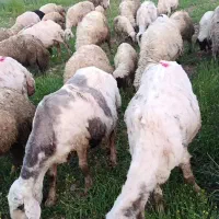 میش