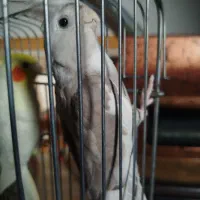 زردارام‌نروماده‌نرتک‌صورت‌سفیددونه‌ای‌یک‌تومن