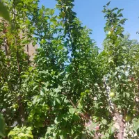 زمین عرب آباد ماهان