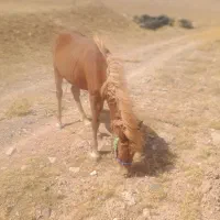 اسب