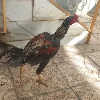 خروس لاری