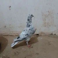 هفرنگ|پرنده|خوشاب, |دیوار