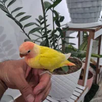 طوطی برزیلی سرلاکی و عروس هلندی سرلاکی