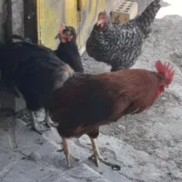 خروس و مرغ