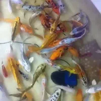 ماهی کوی سایز سه بند و چهار بند