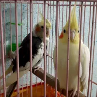 عروس هلندی جفت مولد