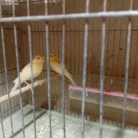 جوجه قناری م و ز ا ی ک ی اورجینال اصل