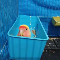 طوطی کوتوله دستی باهوش،،
