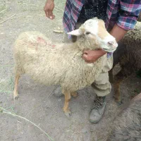گوسفند