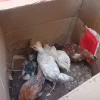 اردک وجوجه