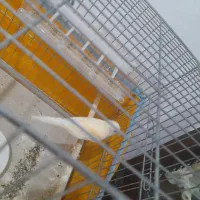 قناری