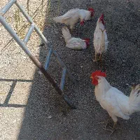 5عددخروس