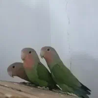 کوتوله معاوضه با پرنده و فنچ مولد