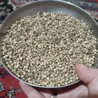 تخمه گشنیز تمیز