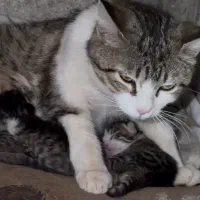 واگذاری گربه و بچه هاش