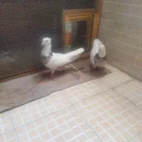 ۱۱۰۰ کفتر