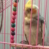 عروس هلندی نر گمشده
