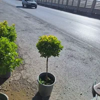 شمشاد توپی پیوندی