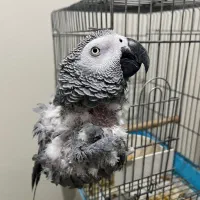 کاسکو نر جوان سخنگو