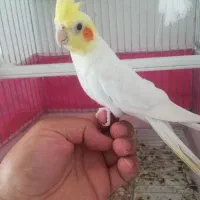 جفت عروس هلندی
