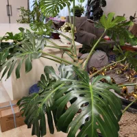 فروش برگ انجیری مانسترا قلمه مادری پهن برگ