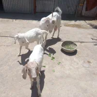 فروش بز وکره