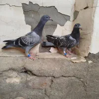 کبوتر