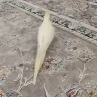 عروس هلندی