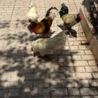 خروس محلی زینتی