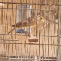 سهره قناری نر