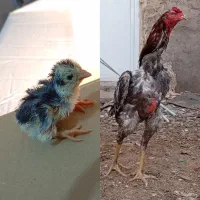 تخم مرغ لاری