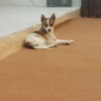 پاکوتا