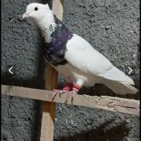 کبوتر طوقی هفترنگ
