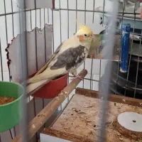 عروس هلندی نر دو ساله مولد