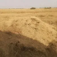 کاه گندم