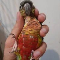 گرینچیک یکساله
