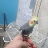جفت عروس هلندی