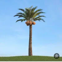 درخت بند