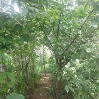 ۱۰۰‌متری‌کوجصفهان لولمان
