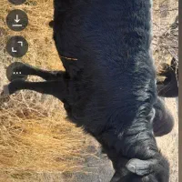 قوچ قره قزل اصل