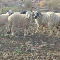 بره نر