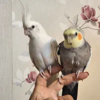 پرنده
