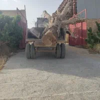 خریدارم انواع چوب زغالی خراطی نجاری چوب باغی و....