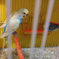 مرغ عشق خاص و بسیار زیبا