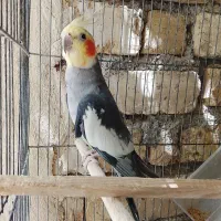 عروس هلندی جفت نر و ماده مناسب