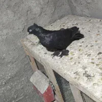 زاغ کلایی پرپا نر