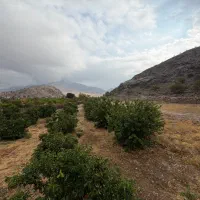 فروش-باغ-نقلی-واقع-در-کلاغ-نشین